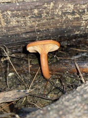 Lactarius eucalypti