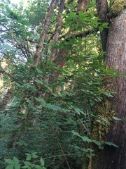 Euonymus occidentalis