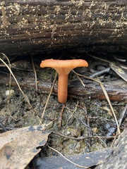Lactarius eucalypti