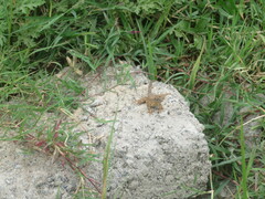 Sitana ponticeriana