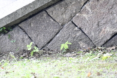 Phoenicurus auroreus