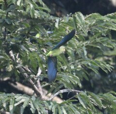 Brotogeris cyanoptera