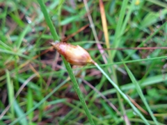 Fimbristylis dichotoma