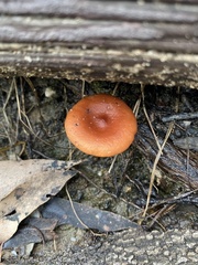 Lactarius eucalypti