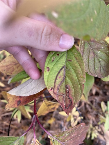 Dogwood leaf-mining fly photo 3
