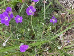 Geranium incanum