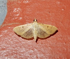 Herpetogramma licarsisalis