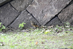Phoenicurus auroreus