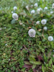 Gomphrena celosioides