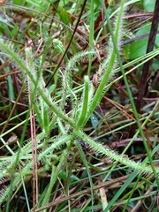 Drosera finlaysoniana