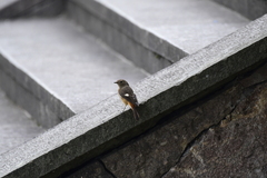Phoenicurus auroreus
