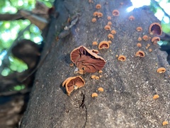 Anthracophyllum archeri