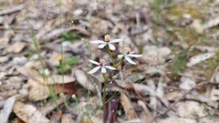 Caladenia cucullata