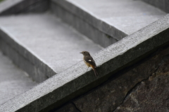 Phoenicurus auroreus
