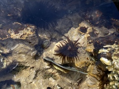 Actiniidae