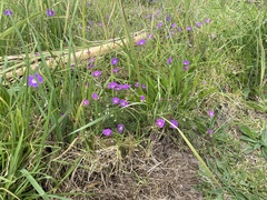 Geranium incanum