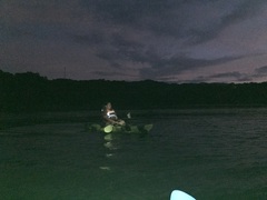 Noctiluca scintillans