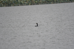 Phalacrocorax carbo