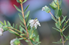 Pimelea octophylla