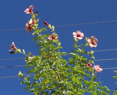 Allamanda blanchetii