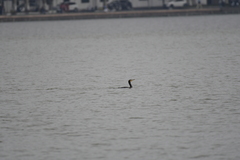 Phalacrocorax carbo