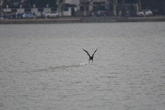 Phalacrocorax carbo