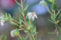 Pimelea octophylla