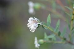 Pimelea octophylla