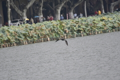 Phalacrocorax carbo