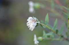 Pimelea octophylla