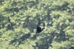 Phalacrocorax carbo