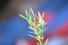 Pimelea octophylla