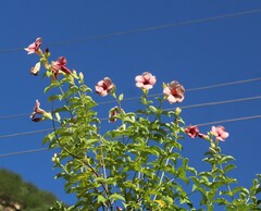 Allamanda blanchetii