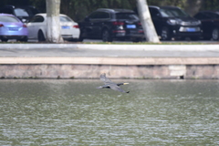 Phalacrocorax carbo