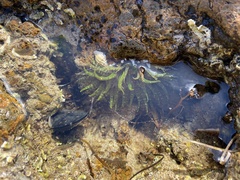 Actiniidae