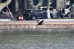 Phalacrocorax carbo