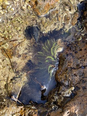 Actiniidae
