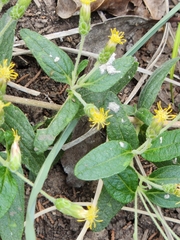 Brickellia cylindracea