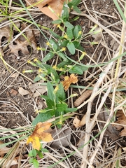 Brickellia cylindracea