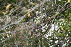 Streptopelia chinensis