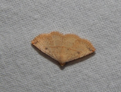 Eublemma gayneri