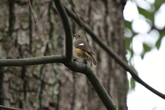 Phoenicurus auroreus