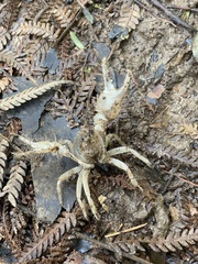 Engaeus hemicirratulus