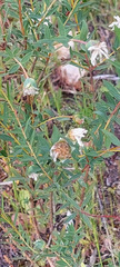 Pimelea octophylla
