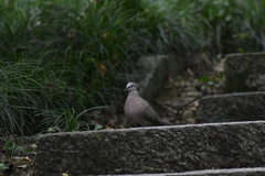 Streptopelia chinensis