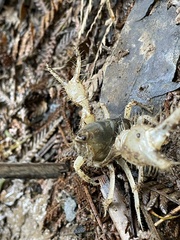 Engaeus hemicirratulus