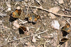 Phyciodes pulchella