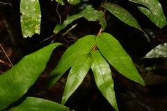 Syzygium wilsonii