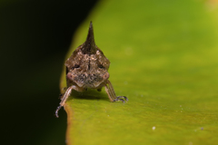 Aconophora compressa