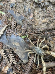 Engaeus hemicirratulus